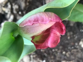 Close-up of pink flower blooming outdoors