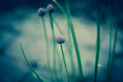 Close-up of plant against blurred background