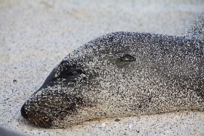 Close-up of seal covered in sand