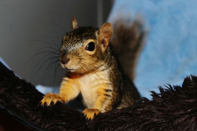 Close-up of squirrel