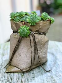 Close-up of plant growing on table