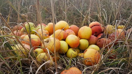 Close-up of apples in field