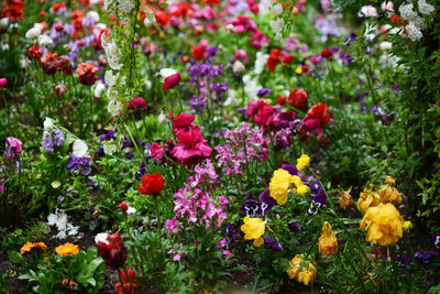 Pink flowers blooming in field