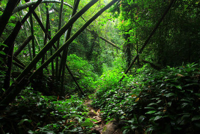 Trees in forest