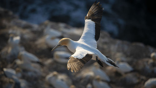 Close-up of seagull flying over rock