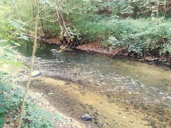 Scenic view of river in forest