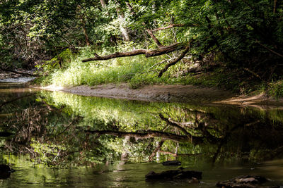 Reflection of trees in water