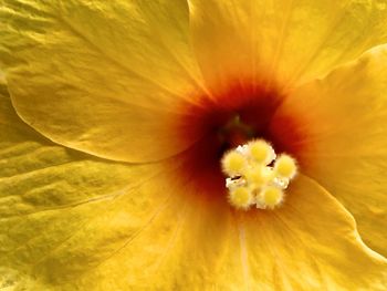 Full frame shot of yellow flower
