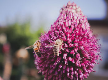 Close-up of bee pollinating on pink flower