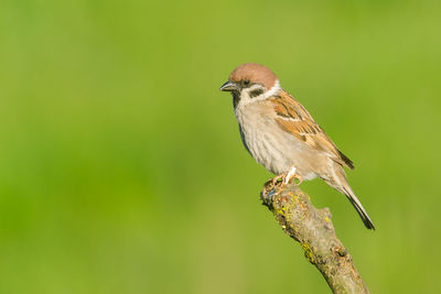 Close-up of bird perching on branch