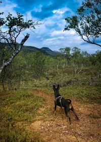 View of dog on field against sky