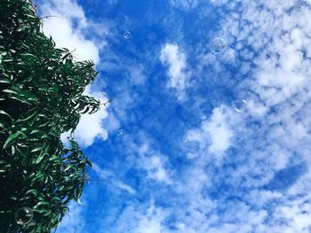 Low angle view of tree against sky