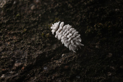 Close-up of white flower growing on tree trunk