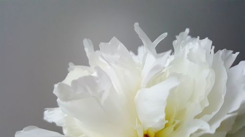 Close-up of white flower against gray background