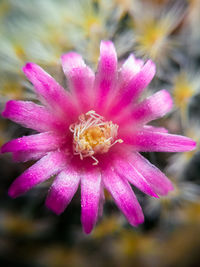 Close-up of pink flower