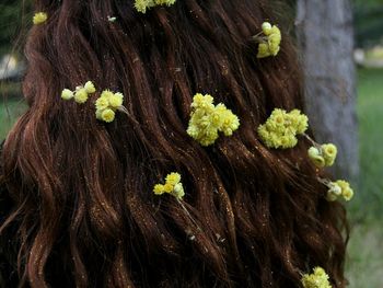 Close-up of yellow flower