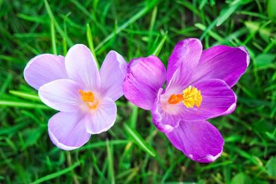 Close-up of purple crocus blooming outdoors