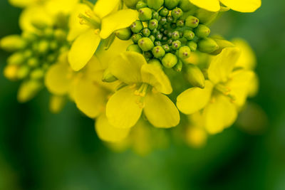 Close-up of yellow flowers