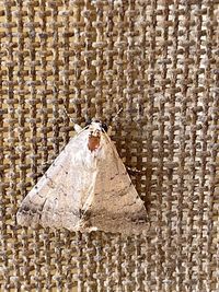 Close-up of paper hanging against wall