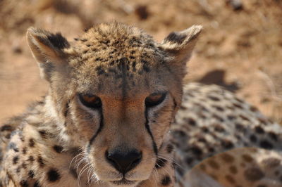 Close-up portrait of lion