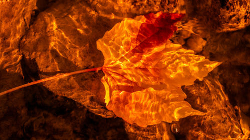 Close-up of autumn leaf on rock