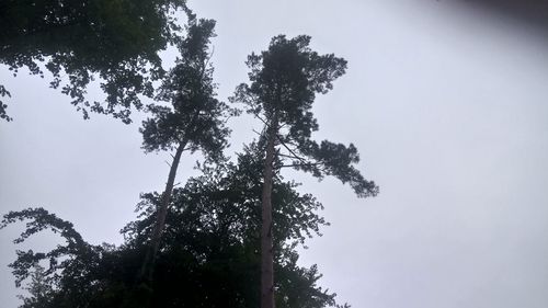 Low angle view of tree against clear sky