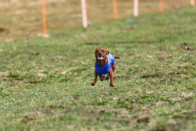 Playful dogs running on field