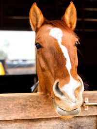 Close-up portrait of horse