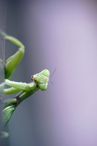 Close-up of insect on leaf