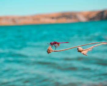 Close-up of red crab on land