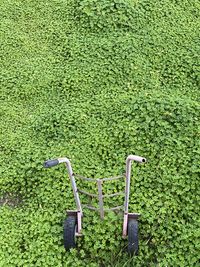 grass