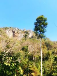 Trees in forest against clear blue sky