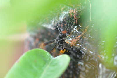 Close-up of insect on leaf