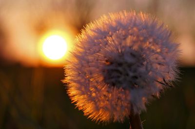 Close-up of dandelion on plant at sunset