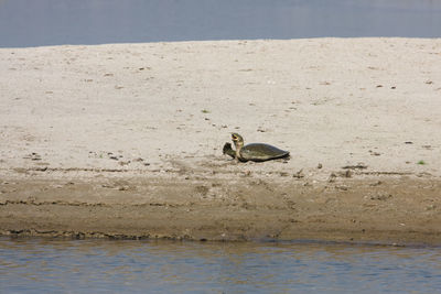 View of birds on beach