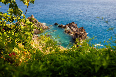 High angle view of sea and trees