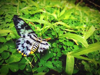 Close-up of butterfly on green flower