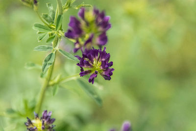 Close-up of purple flowering plant