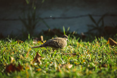 Close-up of bird perching on a field