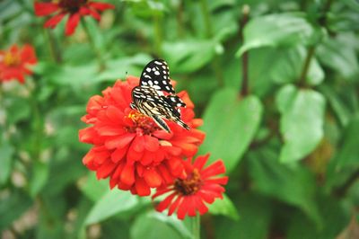 Close-up of butterfly pollinating on flower