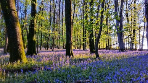 View of flowering trees in forest