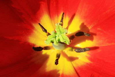 Full frame of yellow flower