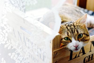 Portrait of cat sitting in box