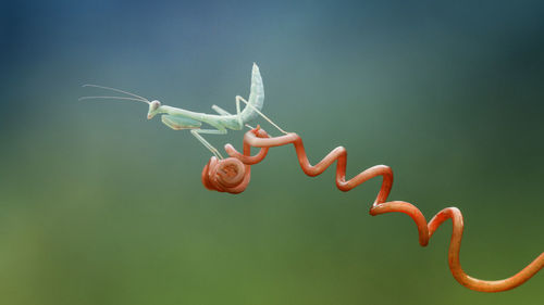 Close-up of grasshopper