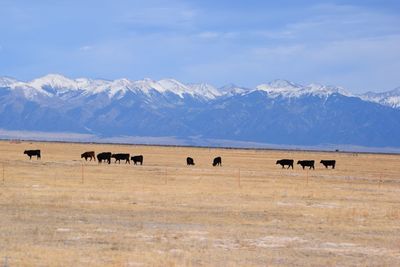 Horses on snow field against sky