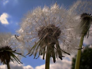 Close-up of wilted dandelion against sky