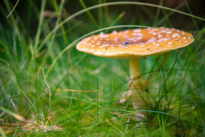 Close-up of fly on mushroom