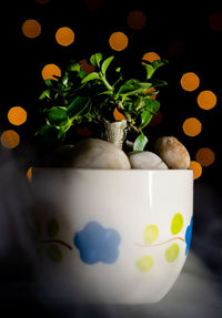 Close-up of potted plant on table