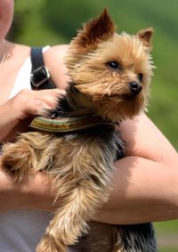 Midsection of woman holding puppy