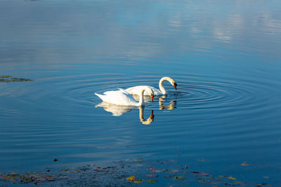 High angle view of ducks swimming in lake